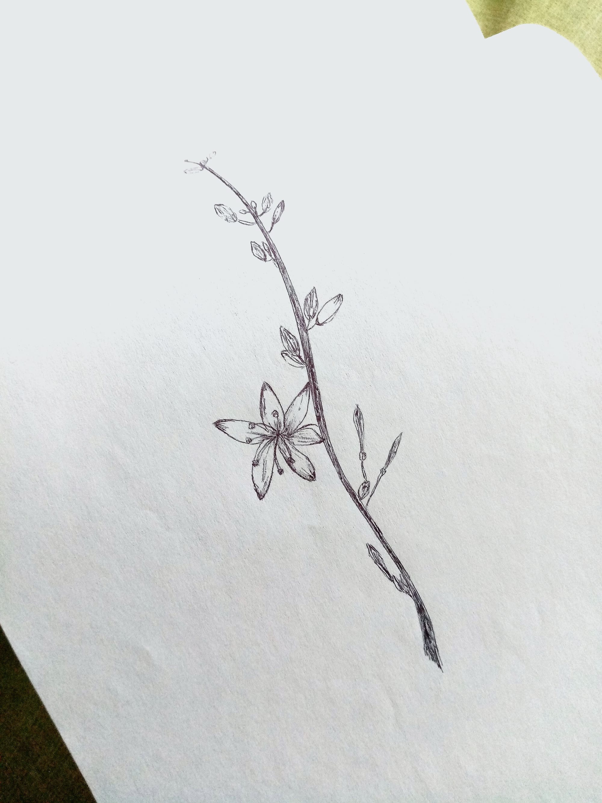 The photo of a sketched little flower with pen and paper.