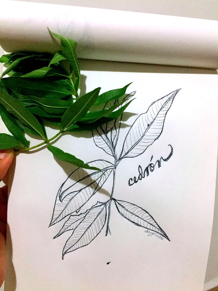 Plant sketching
